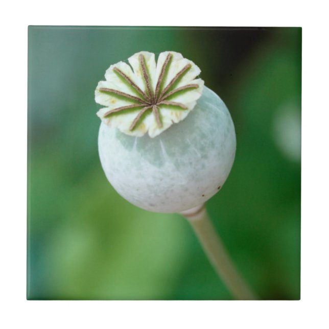 Poppy Flower Head Seed, Western Cape (Frente)