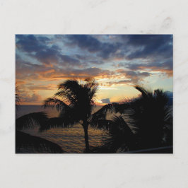 Pôr Do Sol Através Do Cartão Postal Palms