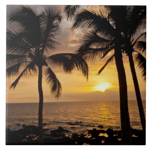 pôr do sol da palmeira (Frente)