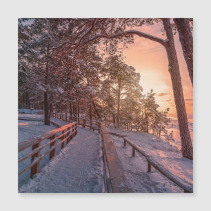 Pôr do sol de inverno em floresta de pinheiros per