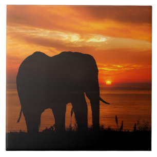 Pôr do sol lindo com silhueta de elefante
