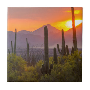 Pôr do sol no cacto do deserto, Arizona