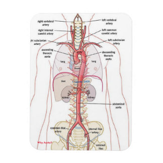 POR QUE AORTA! Ímãs
