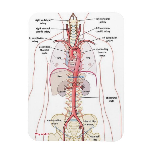 POR QUE AORTA! Ímãs (Vertical)