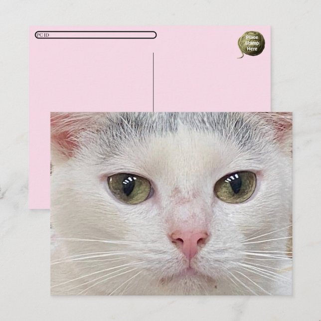 Pôr um cartão postal para George o Fecho do Gato (Frente/Verso)