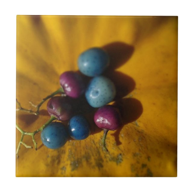 Porcelain Berries e Pumpkin (Frente)