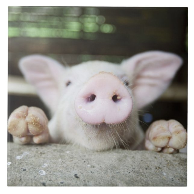 Porco do bebê na caneta, leitão (Frente)