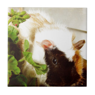 Porco-guineense nas flores