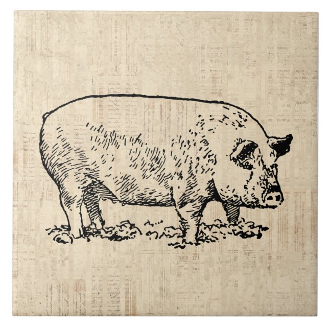 Porco Ilustrado com Plano de Fundo de Script Vinta (Frente)