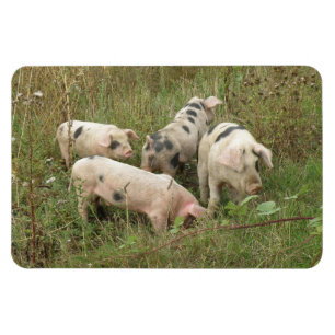 Porcos em um ímã do prêmio do campo