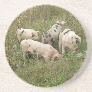 Porcos em uma Porta copos de campo