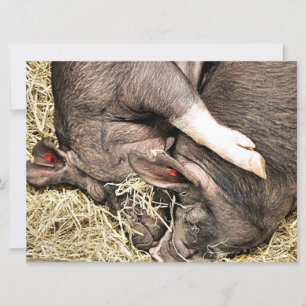 PORCOS PEQUENOS BONITOS