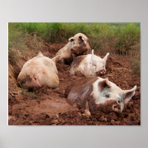 Porcos preguiçosos no poster da lama