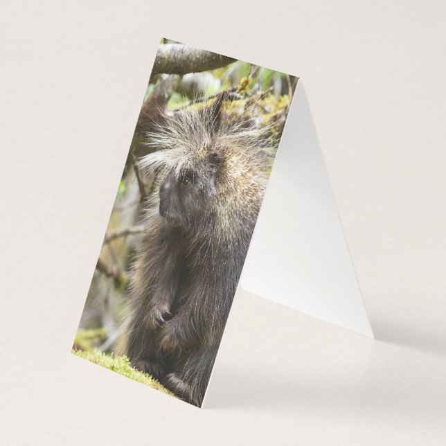 Porcupina determinada (Verso)