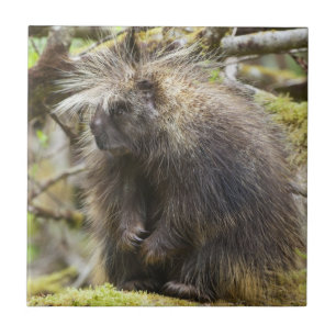 Porcupina determinada