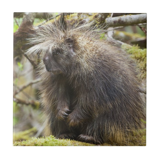 Porcupina determinada (Frente)
