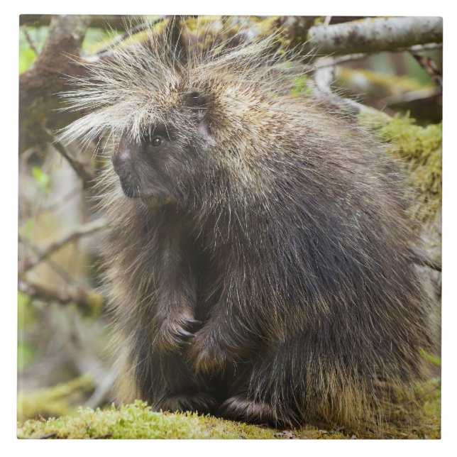 Porcupina determinada (Frente)