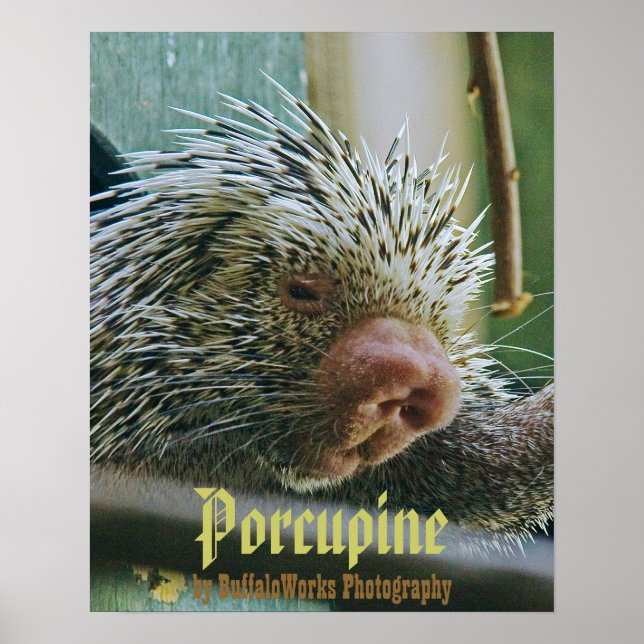 Porcupine 2 Poster (Frente)