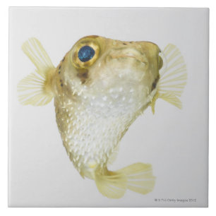 porcupinefish da Ponto-aleta (hystrix do Diodon)