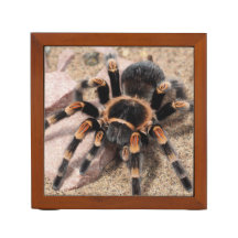 Aranha de Tarantula do Joelho Vermelho Mexicano