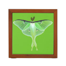 Luna Moth