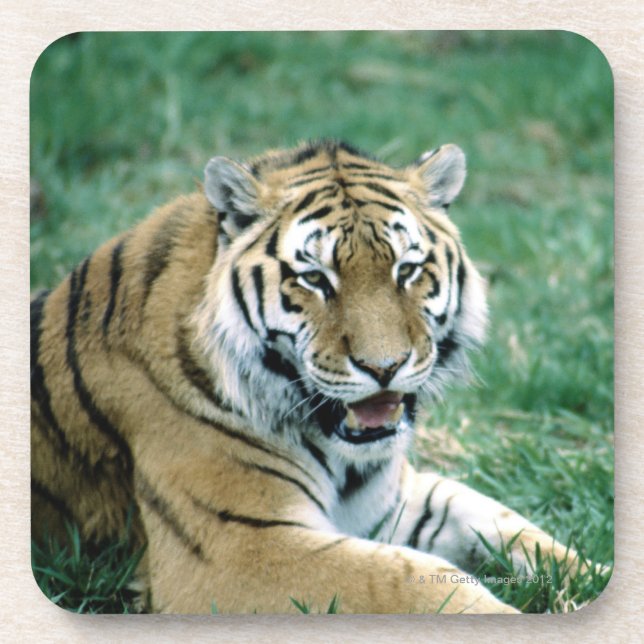 PORTA-COPO 24103189 (Frente)