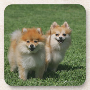 Porta-copo 2 Pomeranians que olha a câmera