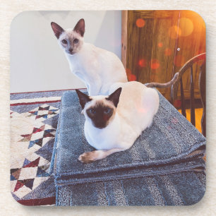 Porta-copo 6 Duro Siamês portas copos plásticas com rolha