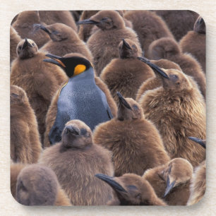 Porta-copo A Antártica, ilha sul de Geórgia, pinguins de re