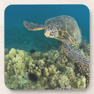 Porta-copo A Tartaruga Marinha Verde, (Chelonia mydas), é a 2