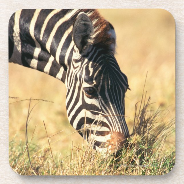 Porta-copo A zebra 2 de Burchell (Frente)