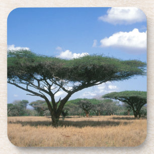 Porta-copo Acácia Espinhosa (Acacia tortilis), Mkuze