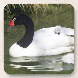 Porta-copo adulto e cygnets Preto-necked da cisne na água
