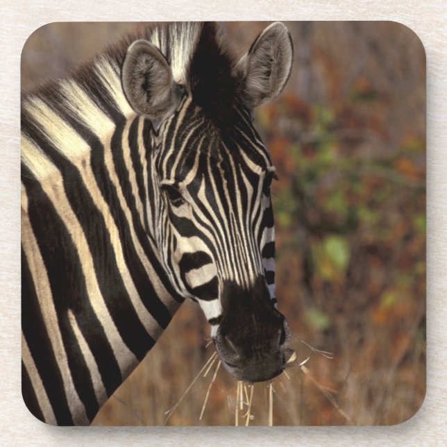 Porta-copo África, África do Sul, retrato Kruger NP Zebra (Frente)
