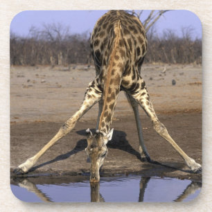 Porta-copo África, Botsuana, Parque Nacional Chobe, Girafa