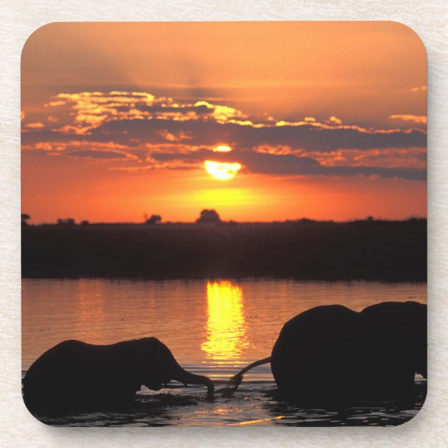 Porta-copo África, Botsuana, Parque Nacional Chobe, Manada (Frente)