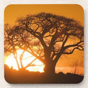 Porta-copo África, Botsuana, Sol poente silhueta Baobab
