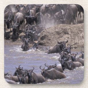 Porta-copo África, Quênia, Parque Nacional Masai Mara.
