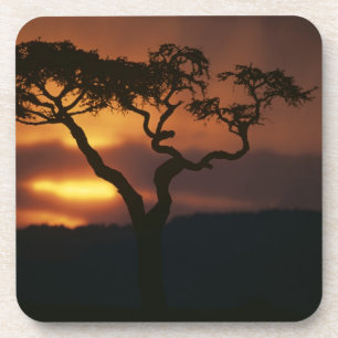 Porta-copo África, Quênia, Reserva de Caça Masai Mara, Cenári