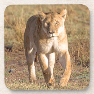 Porta-copo África, Tanzânia, Serengeti. Leão e Leoa