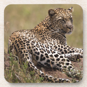 Porta-copo África, Tanzânia, Serengeti. Leopardo