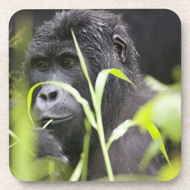 Porta-copo África Uganda, Bwindi (Frente)