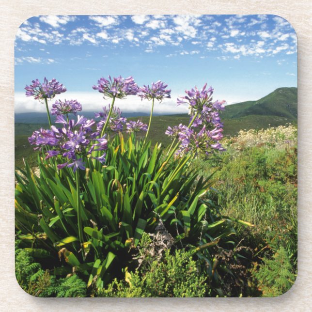 Porta-copo African Lily (Agapanthus praecox), Mossel Bay (Frente)