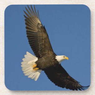 Porta-copo Águia-careca, Haliaeetus leucocephalus, Homer,