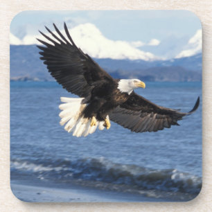 Porta-copo águia-pescadora, Haliaeetus leuccocephalus, em voo