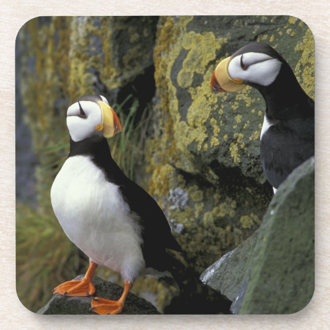 Porta-copo Alasca, Rua. Ilha Paul, os Pribilofs, chifres (Frente)