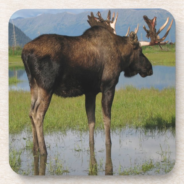 Porta-copo Alaska Bull Moose Marsh Foto de Cena Exterior (Frente)