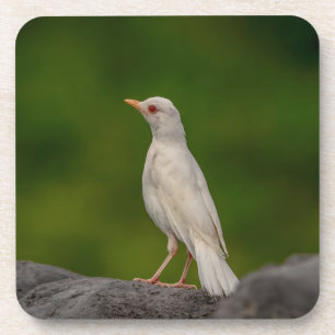 Porta-copo Albino Robin em Crown Point