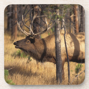 Porta-copo alce, Cervus elaphus, touro toca a corneta em uma