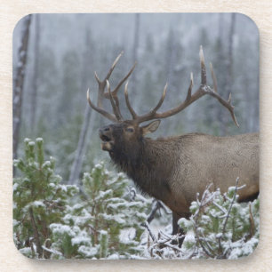Porta-copo Alce macho na neve chamando, buglando, Yellowstone